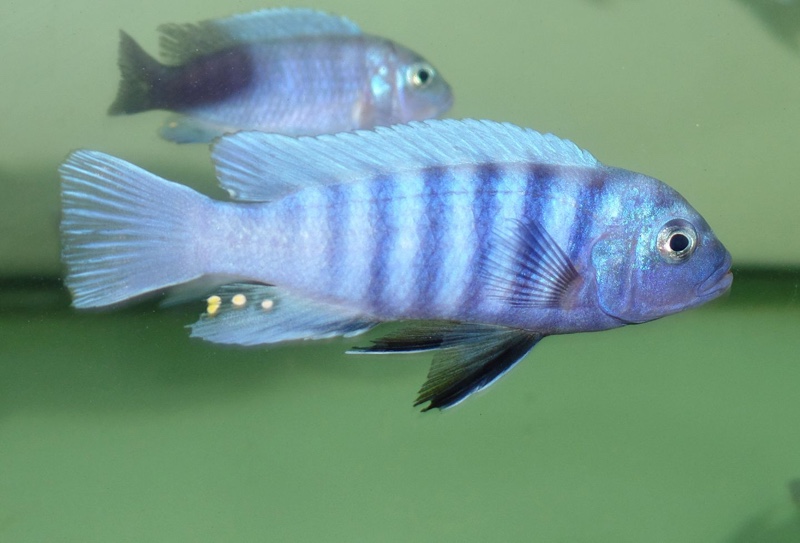 Cynotilapia sp. 'iwera' Lutara Reef
